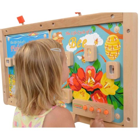 Cykl Życia Pszczoły Edukacyjna Tablica Dla Dzieci Masterkidz