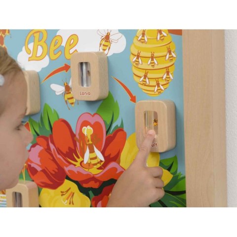 Cykl Życia Pszczoły Edukacyjna Tablica Dla Dzieci Masterkidz