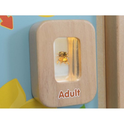 Cykl Życia Pszczoły Edukacyjna Tablica Dla Dzieci Masterkidz