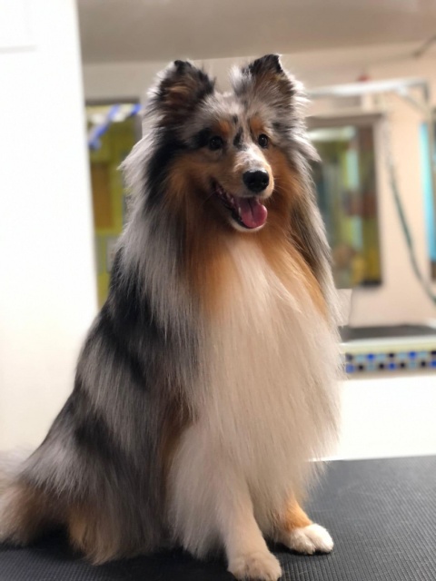VIGA Drewniane Puzzle Montessori Słoń z Pinezkami