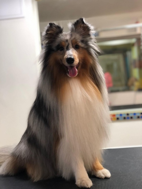 VIGA PolarB Drewniany Warsztat Majsterkowicza